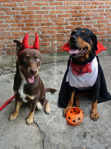 su primer halloween con su hermano mayor, Homero el rottweiler