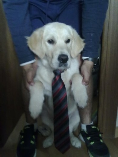 hachi de boda