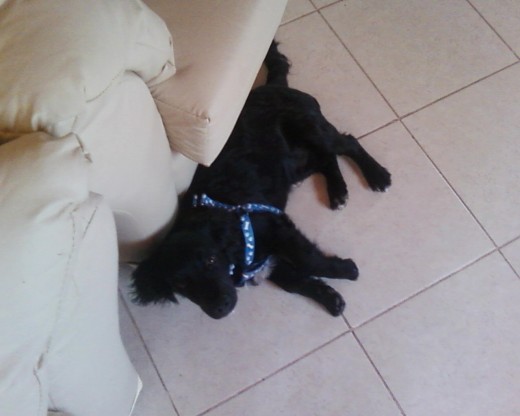 tann rre posero jajaja