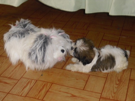 jugando con la perrita de juguete
