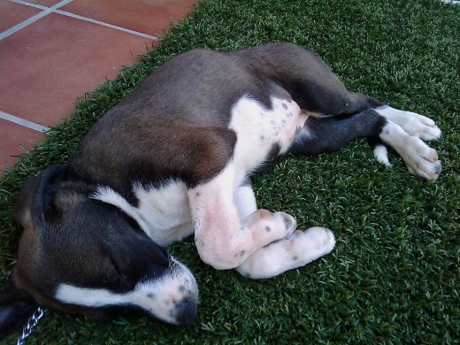 Durmiendo la siesta