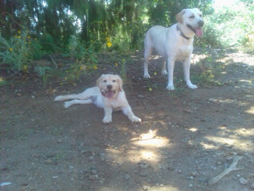 INDIA Y TOWANDA HACIENDO UN KIT-KAT EN SU PASEO DIARIO