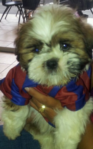 Mi perrita Chanel, apoyando su equipo 
