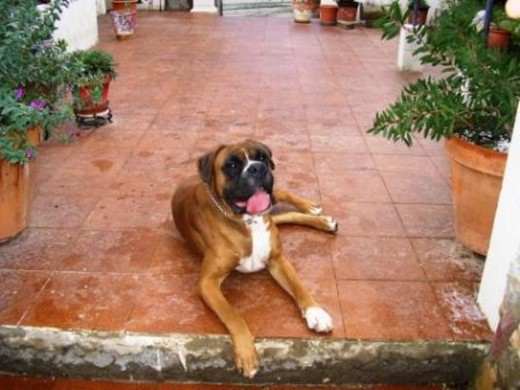 Es un perro muy guapo, y tiene una fuerza increible