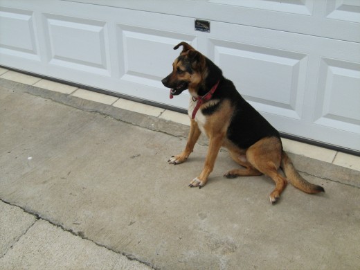 Boby de guardia de la casa jejeje