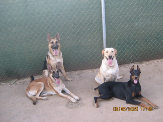 Kaiser(Pastor Alemán), Sayuri(Pastor Belga), Capitú(Cobrador de Labrador), Zelda(Doberman).
Son parte fundamental de mi familia.