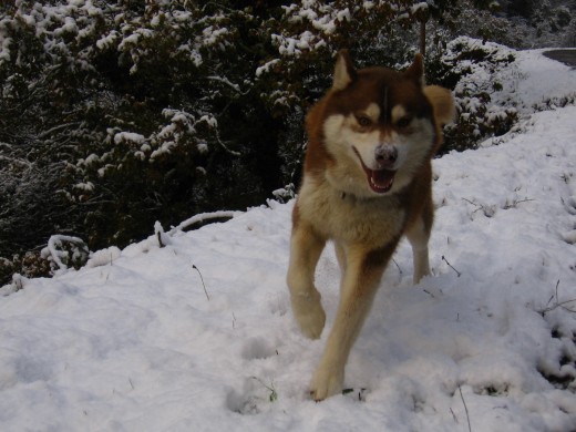 Jasper, con un año y 10 meses, disfrutando de las primeras nieves asturianas del invierno 2010-11, a punto de ser padre