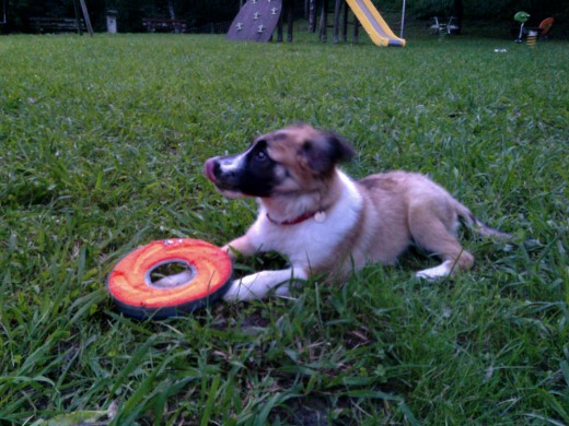 Con el frisbe. Le encanta aunque todavia no los atrapa en el aire. Es pronto para saltos