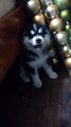 mi pequeño husky siberiano