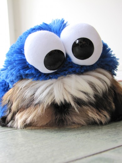 Gizmo con su disfraz de Cookie Monster