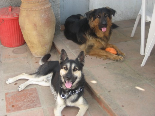 dos perros muy agradecidos y cariñosos