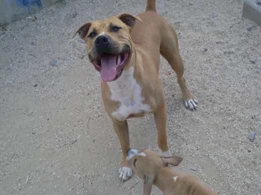 tana con 1 año y medio y su hijo paton con 2 mesecitos.