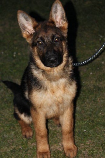 Xenon con 3 meses