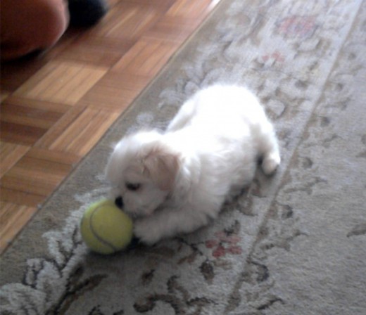 Jugando con la pelota de tenis