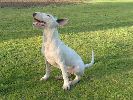 esta es mi perra akira como veis es una bull terrier tenia 5 meses aqui