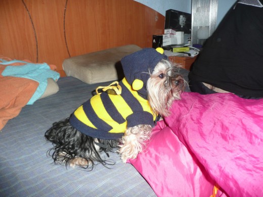 Esta de halloween vestida de abeja