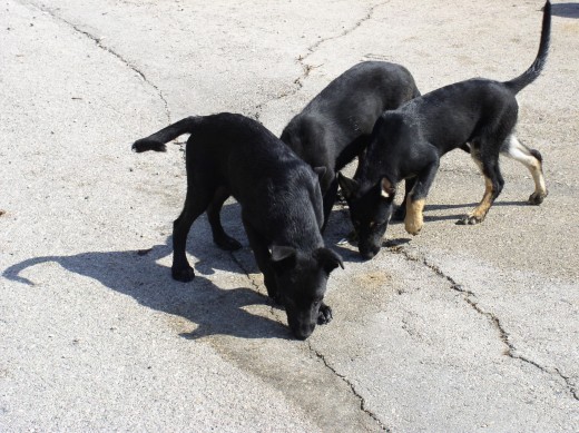 mis nuevos cachorritos