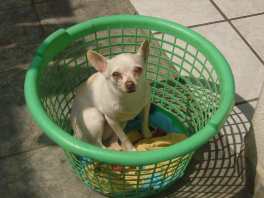 esta es la famosa RUFINA ella se parece a las 2 peliculas que conosco son: TOTALMENTE RUBIA y UNA CHIHUAHUA DE BERVELY HILLS