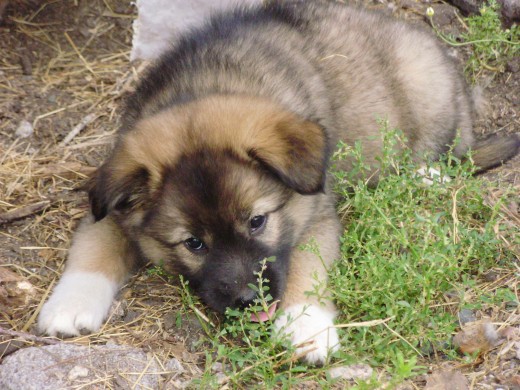 perrita de dos meses