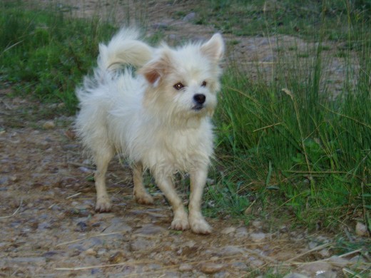 Este es Kuki recien salido del rio :)