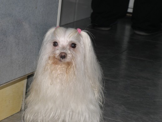 hola visitante -estoy aqui soy IRIS-felices navidades de parte de todos los perros para ti-adios 