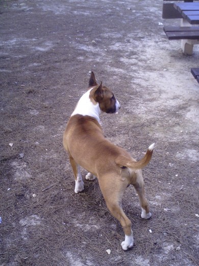 siempre atento a todo lo que le rodea