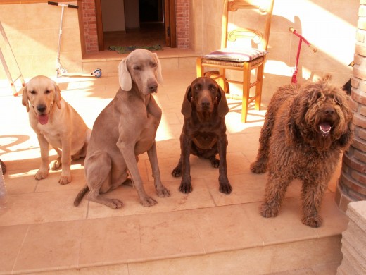 de izq. a der; duque(labrador), ghost(braco de weimar),cora(braco aleman) y tintin(perro de agua)