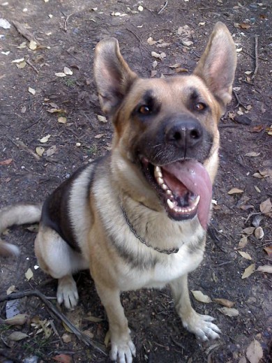 EL PERRO MAS CARIÑOSO DEL MUNDO