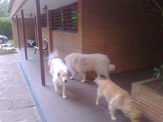 Mis perros. Los blancos han escapado.