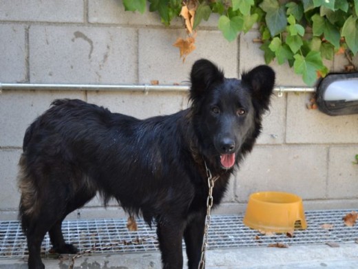 Joven perrita adoptada de la protectora.
Mestiza, mediana