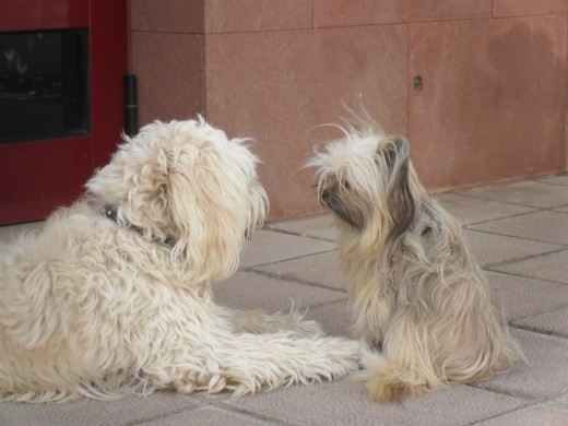 Mi niña con su amigo Trufo 
