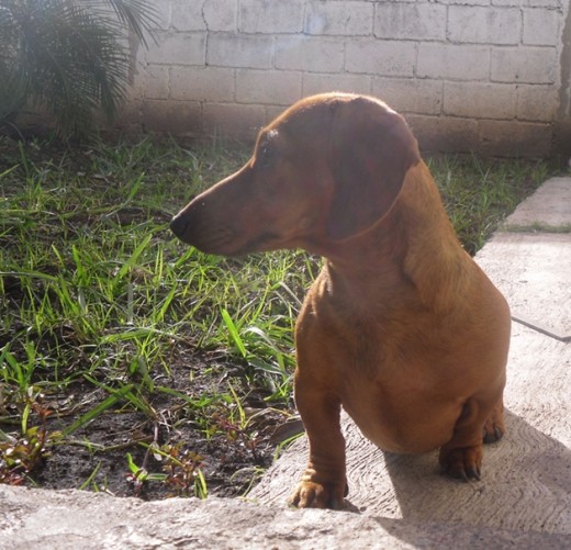 Loola, es muy escandalosa!  ladra mucho, no le gusta la gente extraña, es tanto su afán de " rechazo" que cuando quiere salirse al jardin de enfrente de la casa, me tengo que salir con ella para cuidarla, es capaz de atravesar muros si es posible, todo para "alejar" a la gente.... y esta foto... es de un dia [ de los tantos] en que la estoy cuidando!