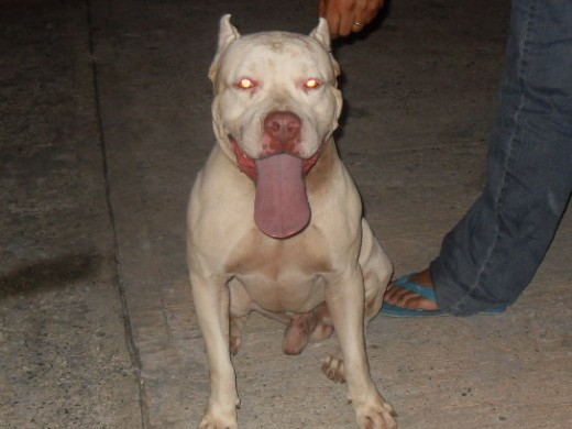 beckham pit totalmente blanco, muy docil