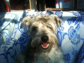 willy peludo en su sillon tomando el sol riendo
