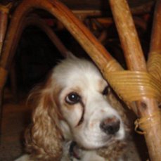 esta  foto  de abril fue del 28 de abril de este año en la noche, aqui mi perra esta abajo  de una silla de mi casa