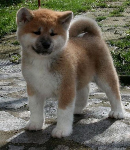 que mono parece un peluchito el akita-inu