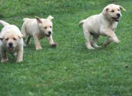 labradores jugando