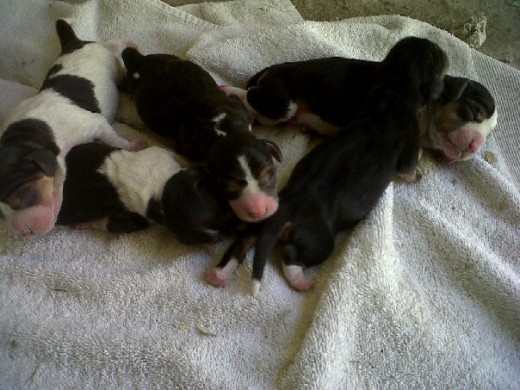 5 hermosos perritos, 2 hembras (blanco y negro) 3 machos negro predominante