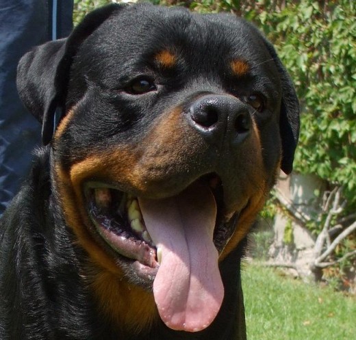 CHAMP 
UN PEQUEÑO GIGANTE 
QUE ASUS 9 MESES YA DIO SUSTOS EN PISTAS GANANDO LA RAZA Y ASUS 13 MESES LES REPITE DOSIS.
QUIERES VER MAS
HTTP://DIDMIESTIS.WEBS.COM