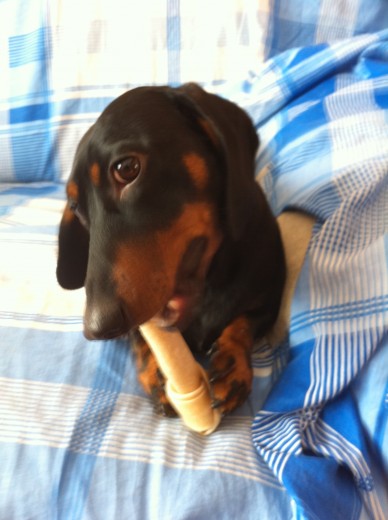 MI perro Swetty enseñandonos como comer un hueso :)