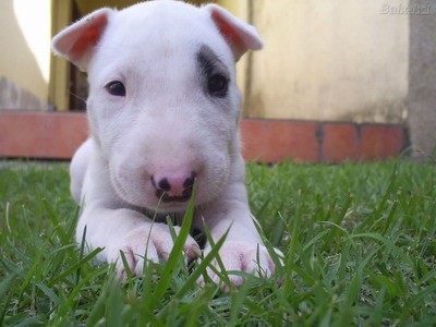 Cachorrito de bull terrier inglés