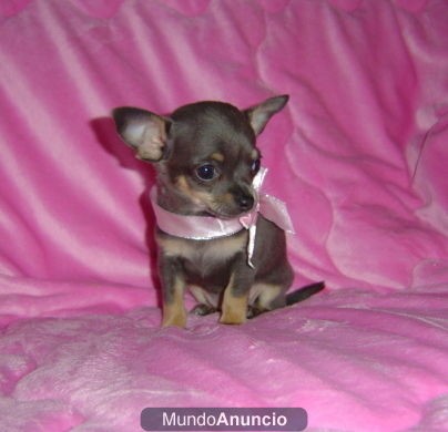 este es mi chihuahua mini!!!!!!!!!!!!!!!!!!!!!!!!!!!!!!!!!!!!!!!!!!