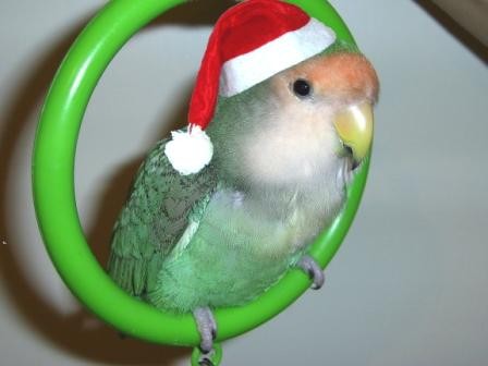 Pikito estrenando su columpio que le regalamos por navidad, fue muy dificil ponerle el gorrito :D