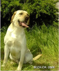 labrador