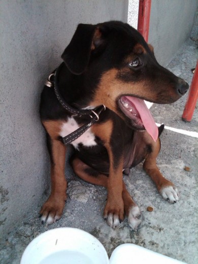 Quisiera saber que raza es mi perriita unos me dicen que parece doberman pero tiene colores blancos enlas patas i un poco en el pecho y nose que :S
