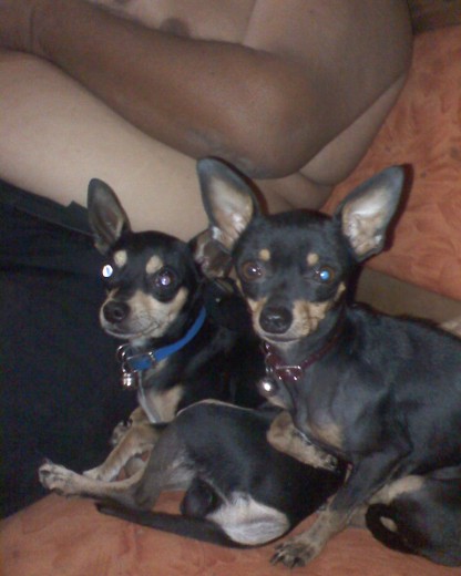 estos son mis dos chihuahuas 