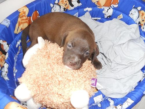 Con su peluche ovejita 1mes