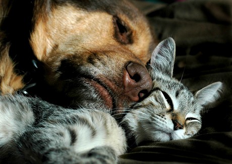 Mi gato Luis con mi Doberman