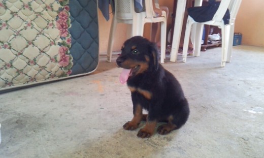 este lindo cahorritoooo es de raza rottweiler, tiene 2 meses 