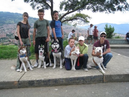 huskys en la misma foto..  Copper, Zafiro, Aragorn, Apolo, y Sasha